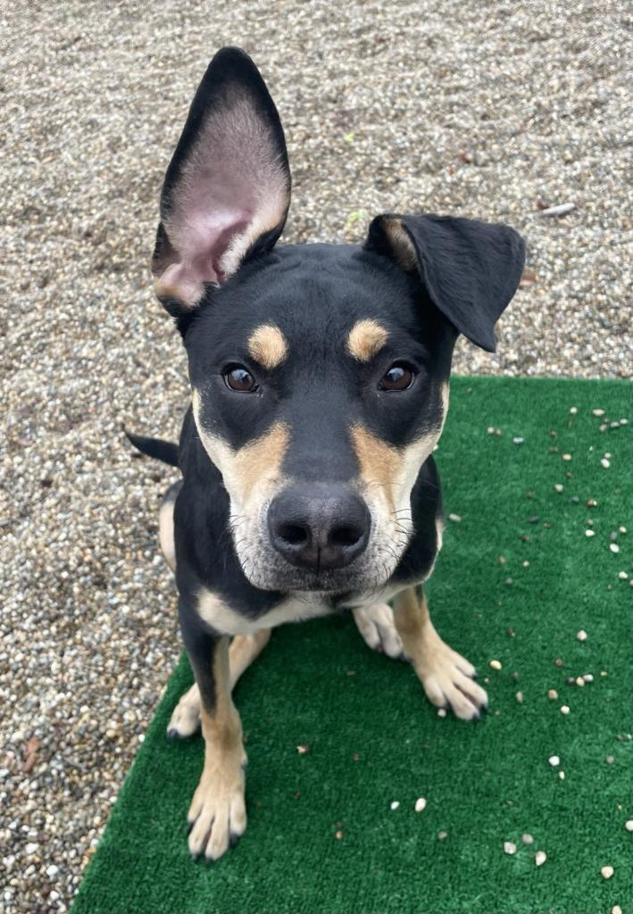 Harlo, ADOPTABLE, Young Female Labrador Retriever & Pit Bull Terrier.