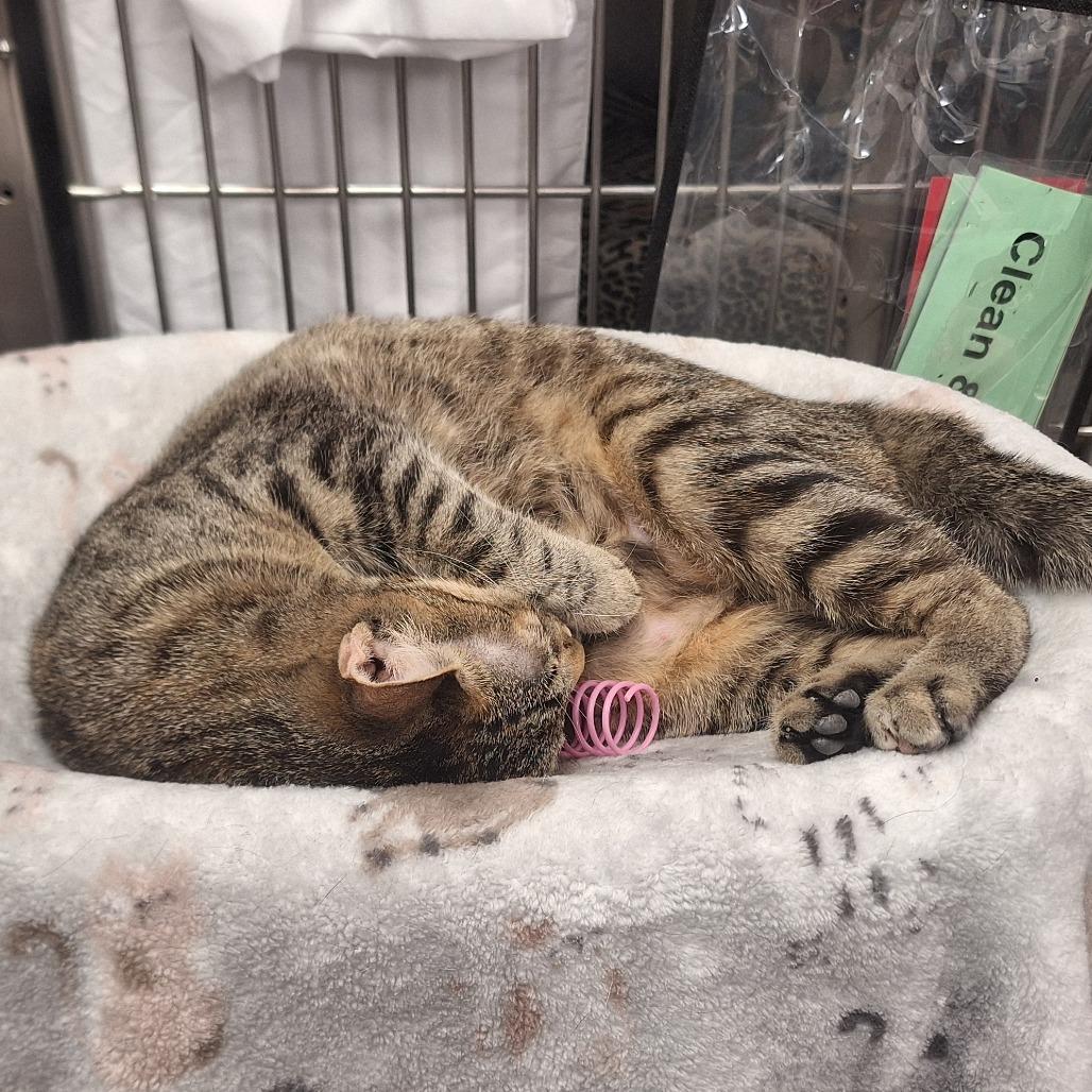 Drumstick w/ Chipwich - Loves to play!, Adoptable, Young Female Domestic Short Hair.