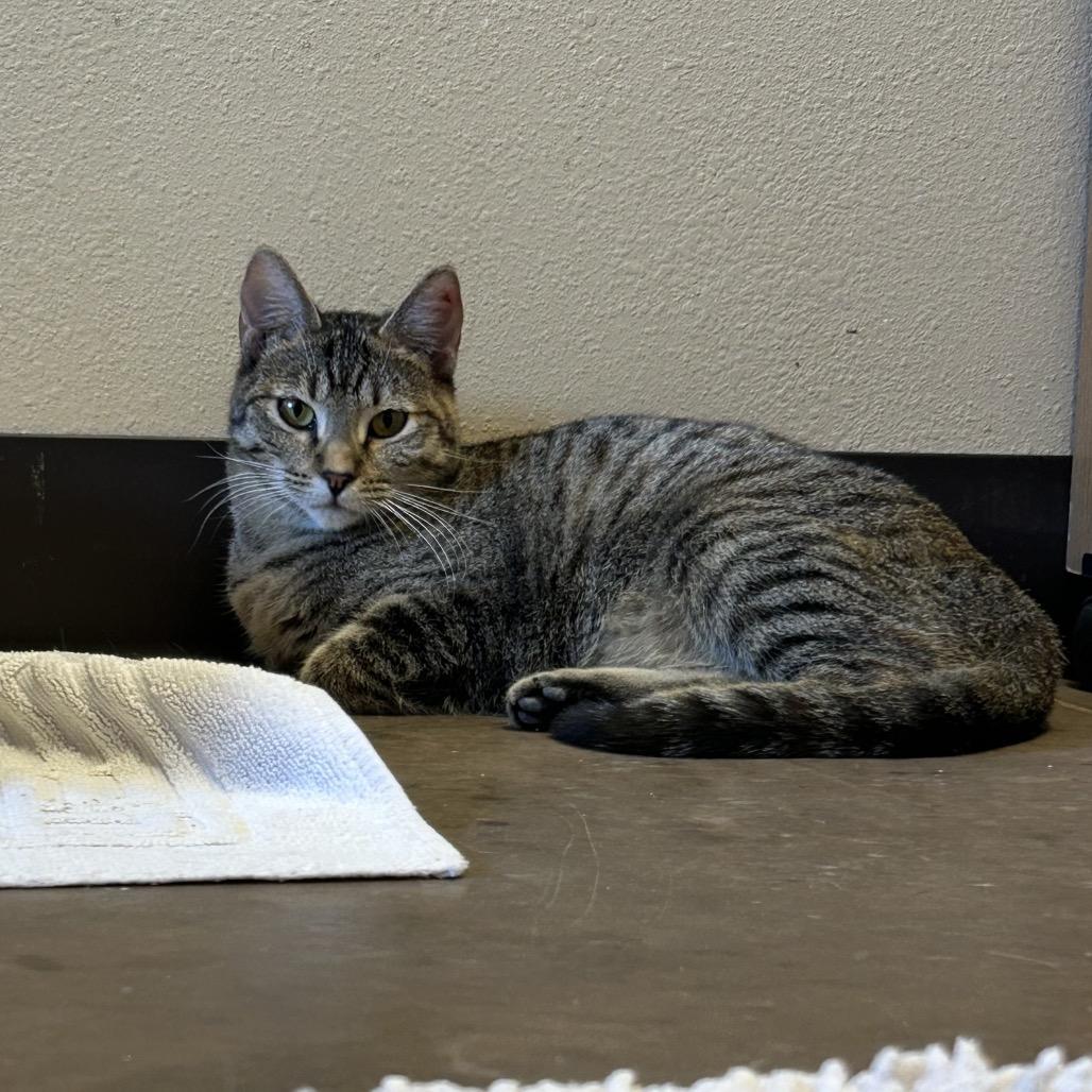 Enlarge Drumstick w/ Chipwich - Loves to play!, a Adoptable Domestic Short Hair in Flagstaff, AZ image 1/5