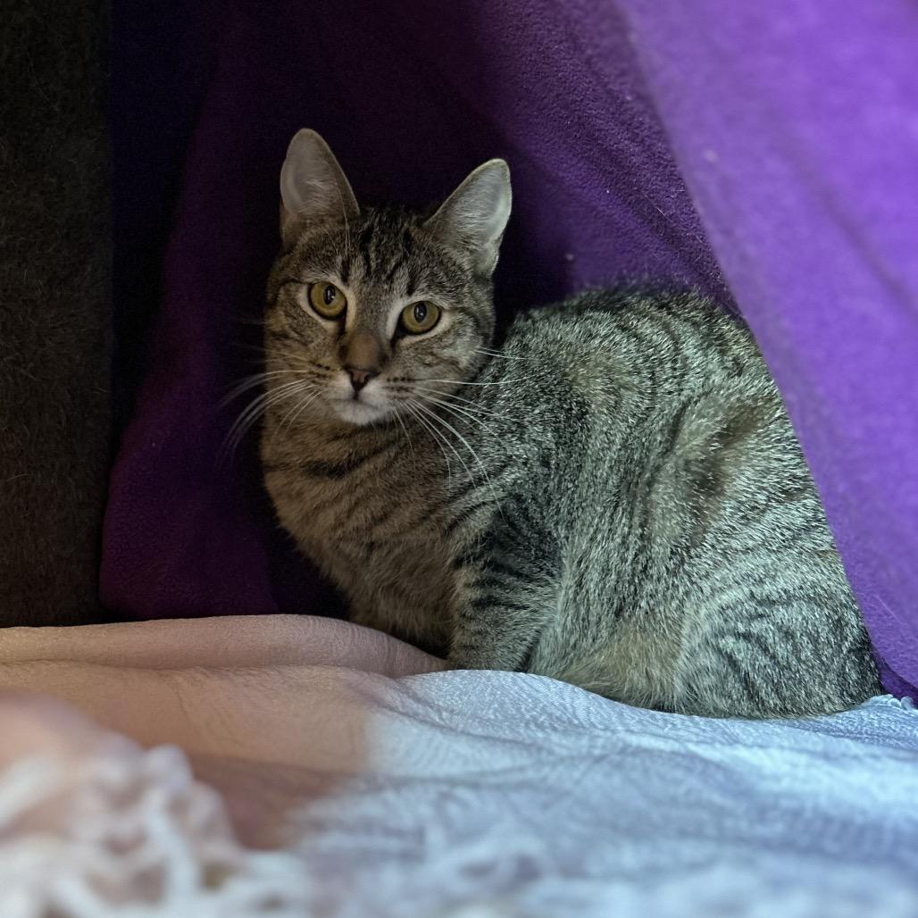 Enlarge Drumstick w/ Chipwich - Loves to play!, a Adoptable Domestic Short Hair in Flagstaff, AZ image 2/5