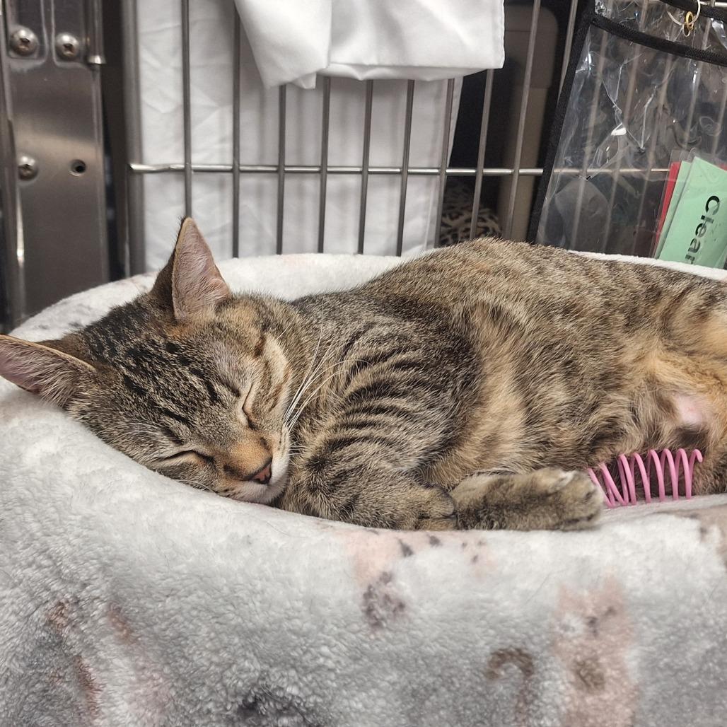 Enlarge Drumstick w/ Chipwich - Loves to play!, a Adoptable Domestic Short Hair in Flagstaff, AZ image 3/6