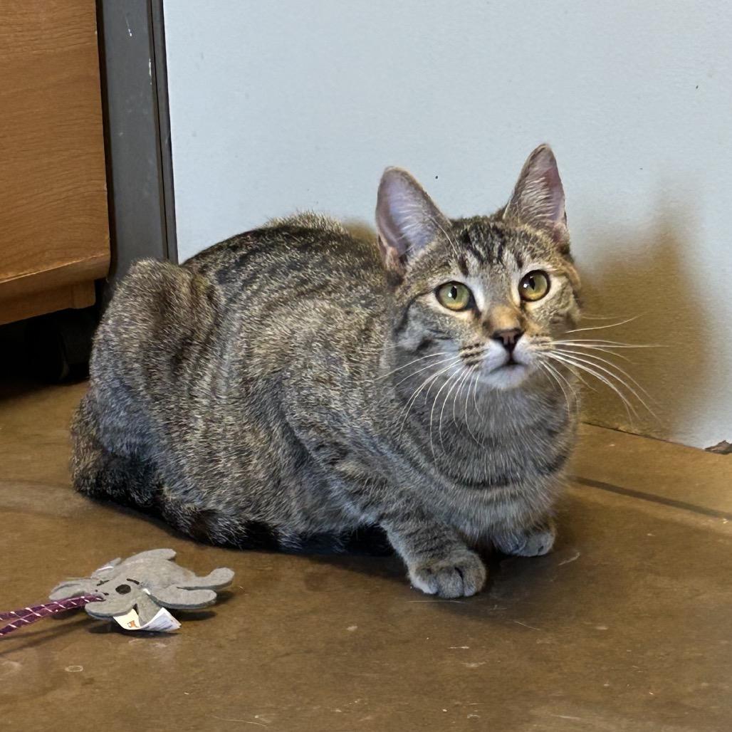 Enlarge Drumstick w/ Chipwich - Loves to play!, a Adoptable Domestic Short Hair in Flagstaff, AZ image 3/5