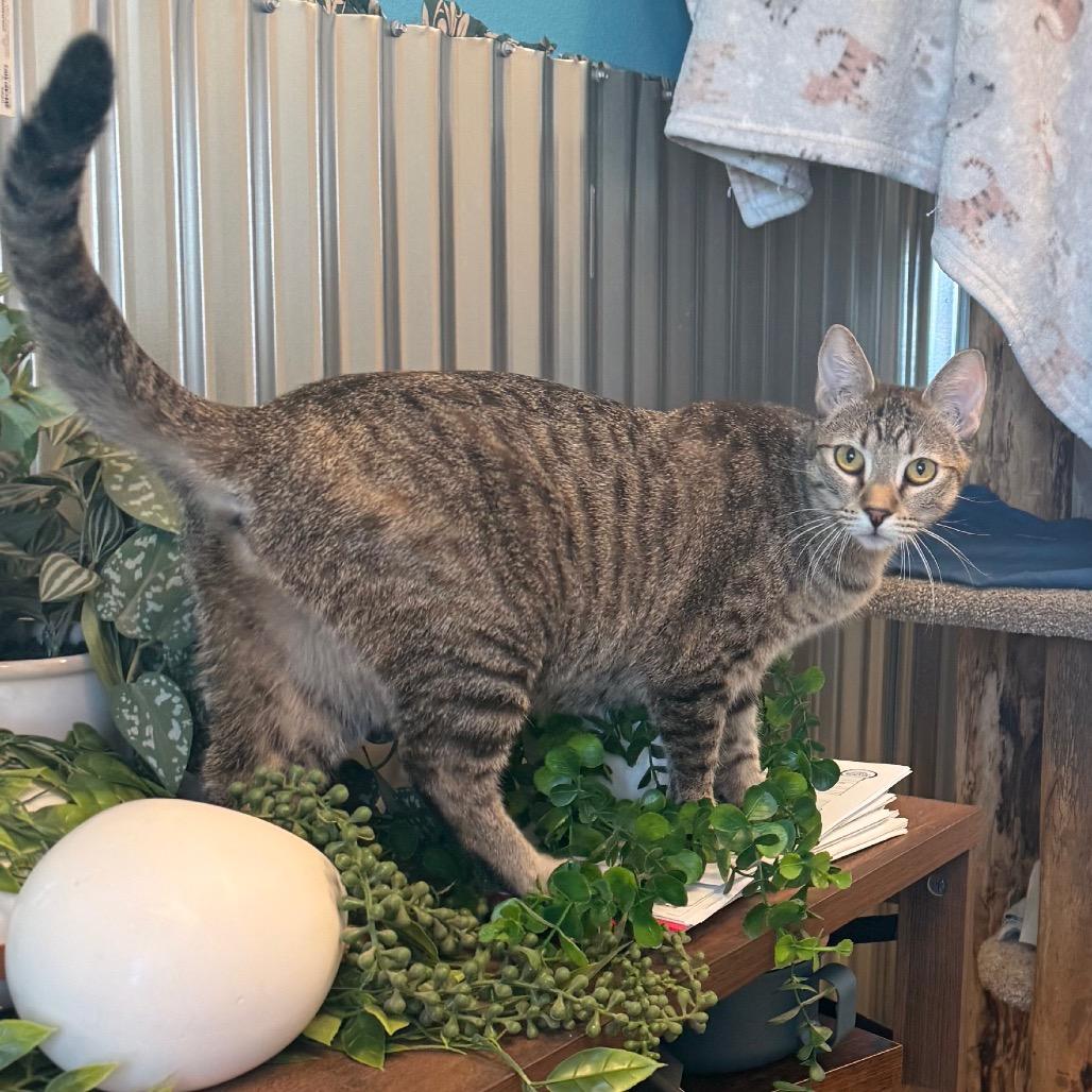 Enlarge Drumstick w/ Chipwich - Loves to play!, a Adoptable Domestic Short Hair in Flagstaff, AZ image 4/5