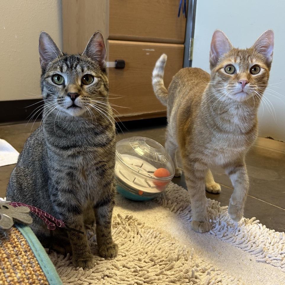 Enlarge Drumstick w/ Chipwich - Loves to play!, a Adoptable Domestic Short Hair in Flagstaff, AZ image 5/5