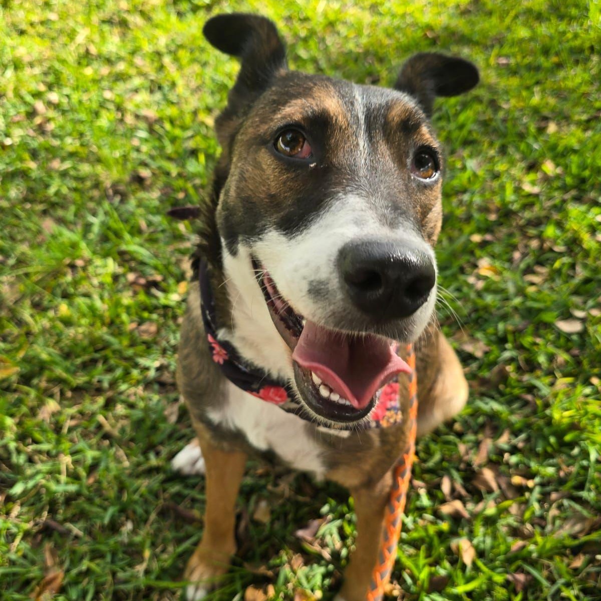 Enlarge Estrella, a ADOPTABLE mixed breed in Tijuana, BCN image 2/4