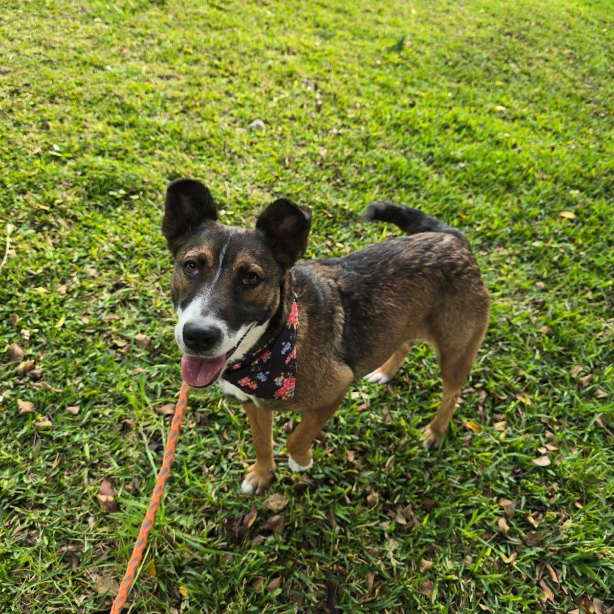 Enlarge Estrella, a ADOPTABLE mixed breed in Tijuana, BCN image 3/4