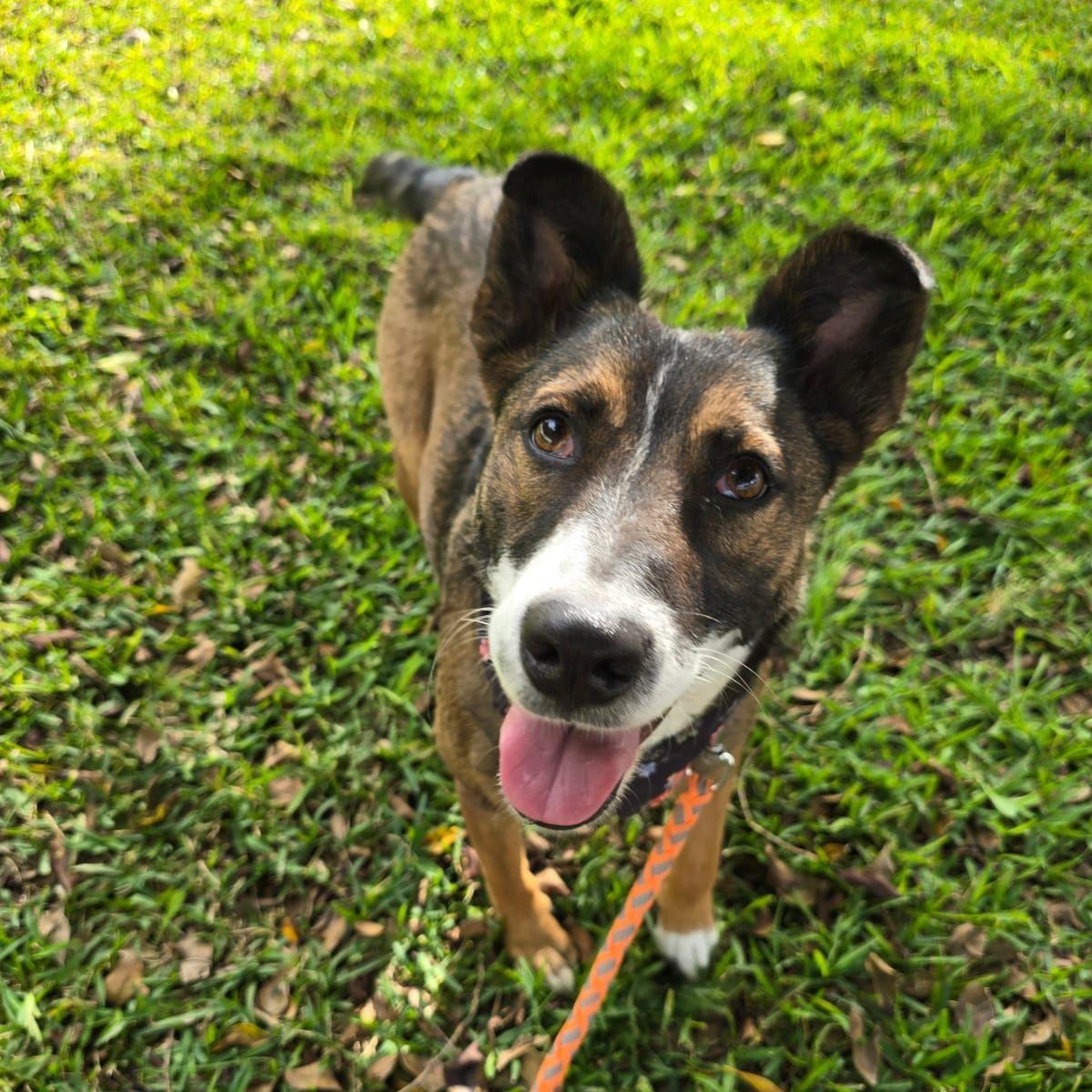 Enlarge Estrella, a ADOPTABLE mixed breed in Tijuana, BCN image 1/4