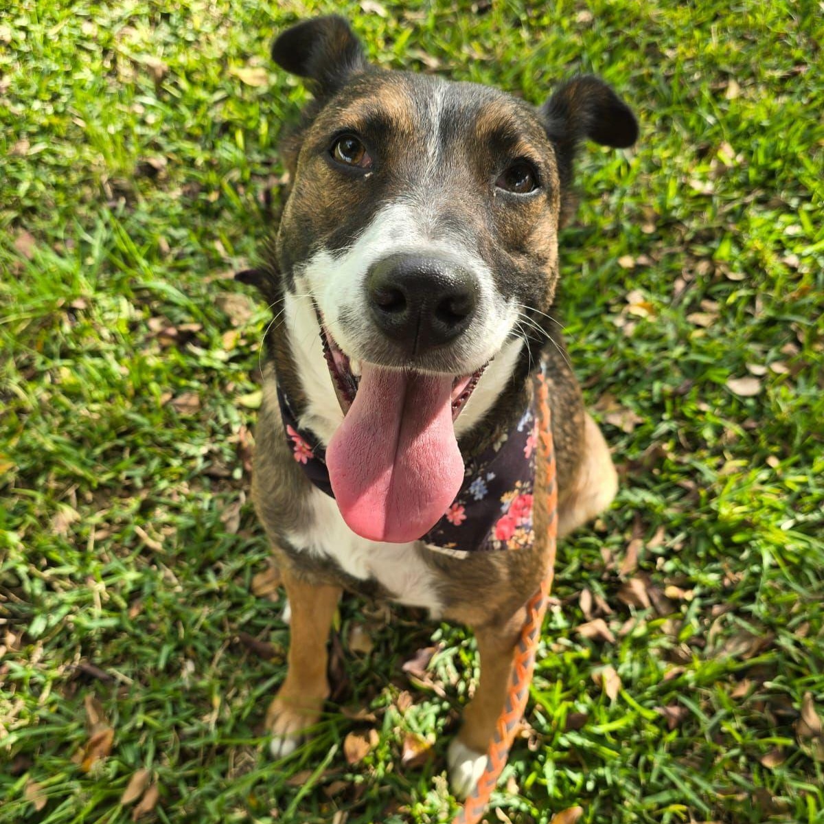 Enlarge Estrella, a ADOPTABLE mixed breed in Tijuana, BCN image 4/4