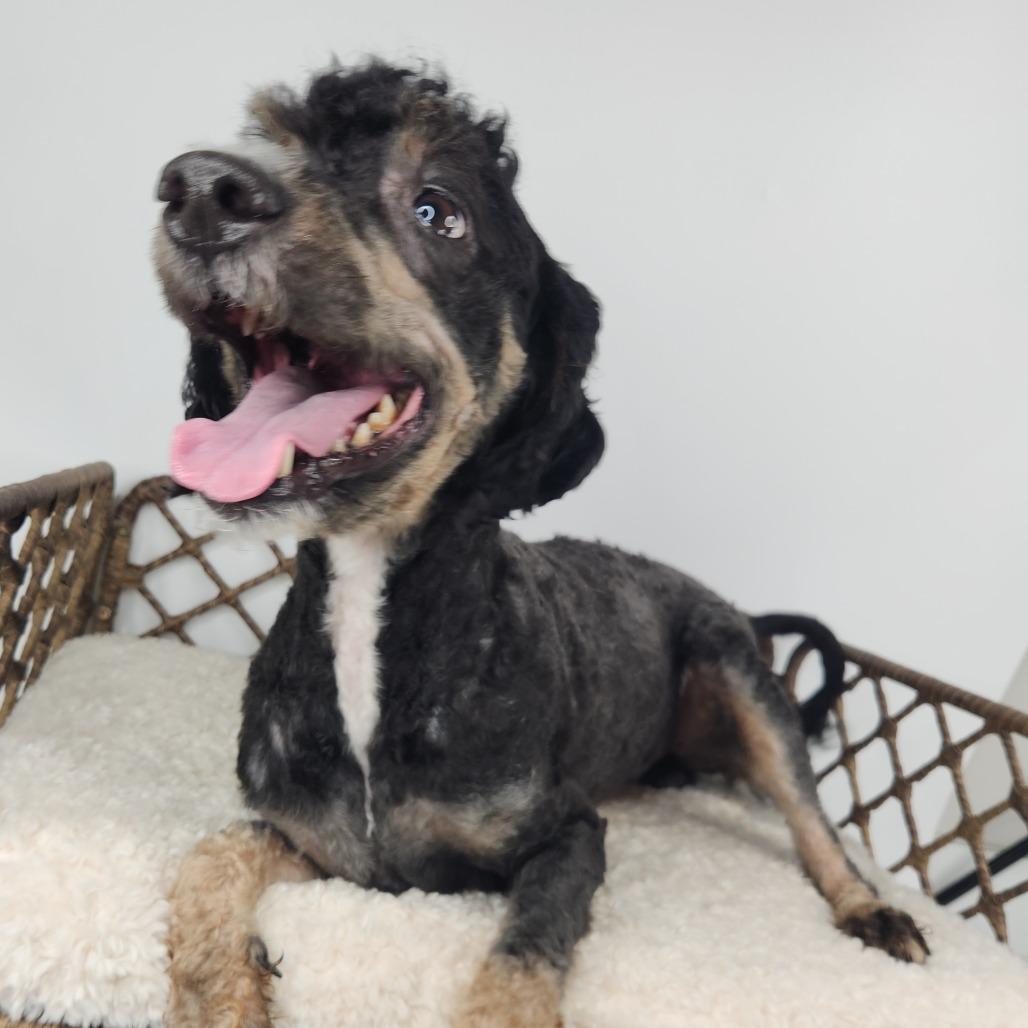 Enlarge Koda, a Adoptable Standard Poodle in Fort Wayne, IN image 1/2