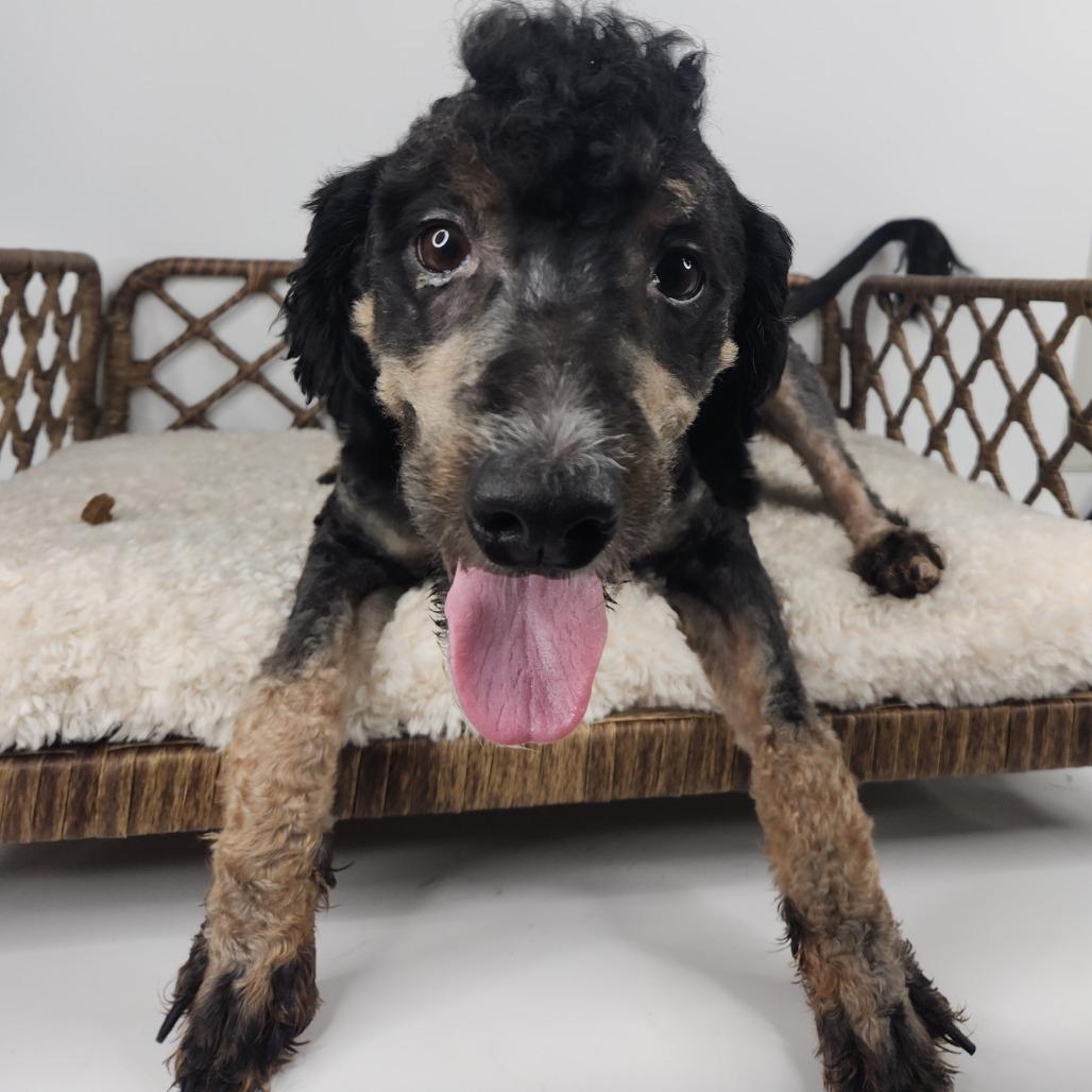 Enlarge Koda, a Adoptable Standard Poodle in Fort Wayne, IN image 2/2