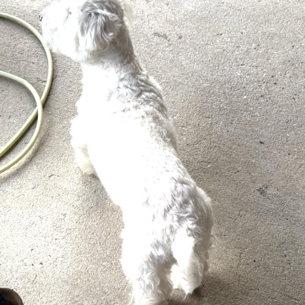 Enlarge Aiko, a Adopted Maltese in Gulfport, MS image 1/3