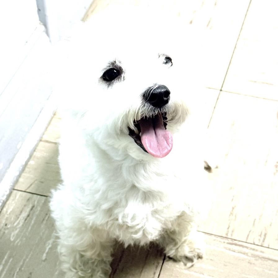 Enlarge Aiko, a Adopted Maltese in Gulfport, MS image 2/3