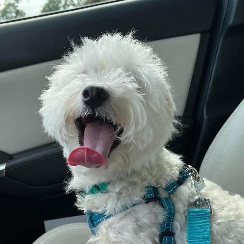 Enlarge Aiko, a Adopted Maltese in Gulfport, MS image 3/3