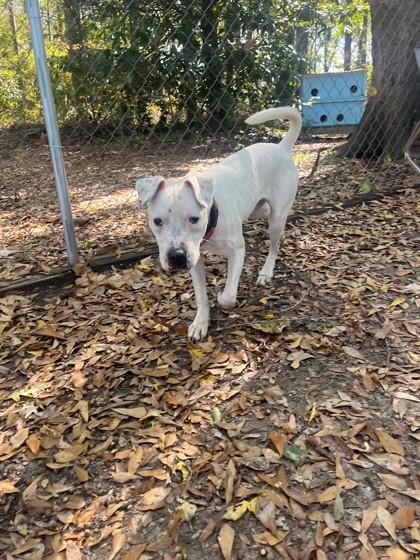 Boss, a Adoptable Mixed Breed in Spartanburg, SC image 1/3