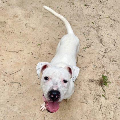 Boss, a Adoptable Mixed Breed in Spartanburg, SC image 2/3