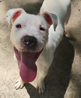 Boss, a Adoptable Mixed Breed in Spartanburg, SC image 3/3