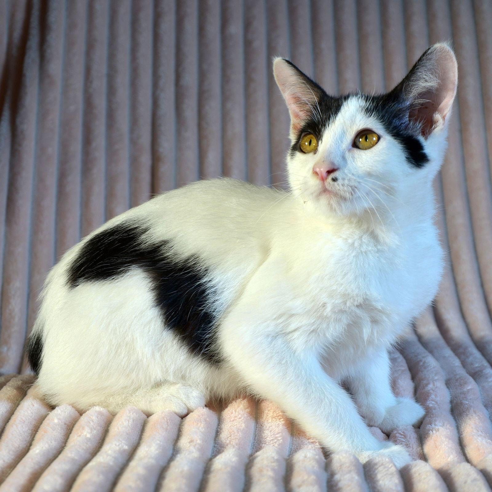 Callaway, Adoptable, Kitten Male Domestic Short Hair.