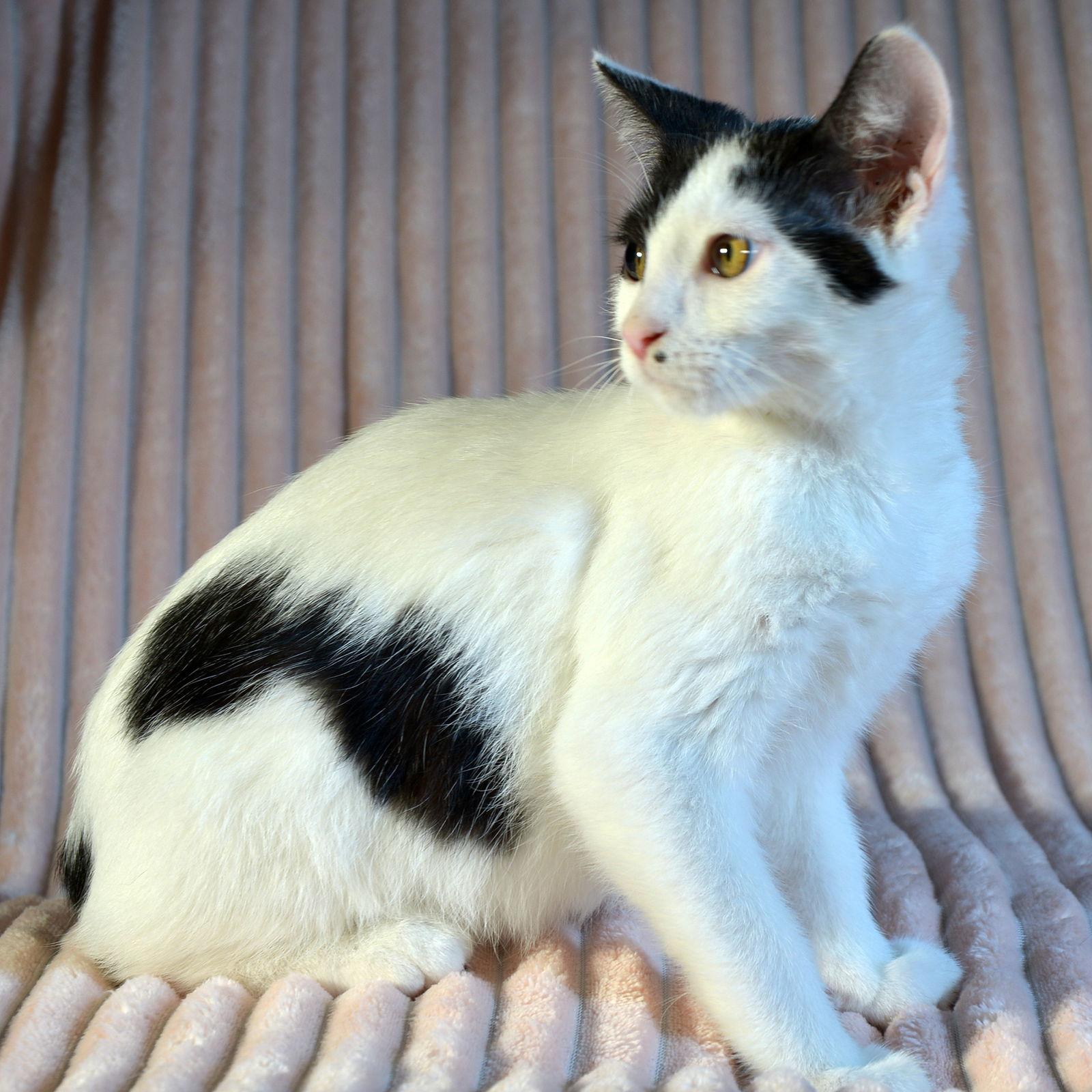 Enlarge Callaway, a Adoptable Domestic Short Hair in Traverse City, MI image 2/3