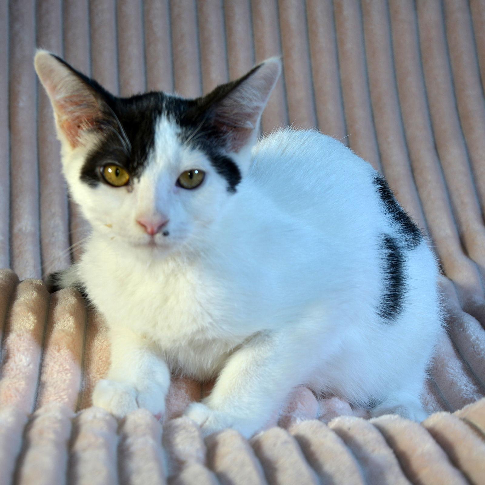 Enlarge Callaway, a Adoptable Domestic Short Hair in Traverse City, MI image 3/3