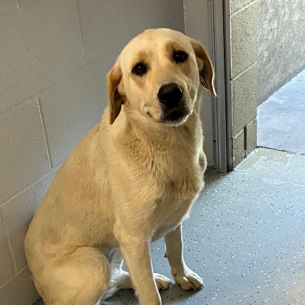 Puddin, Adoptable, Adult Female Mixed Breed.