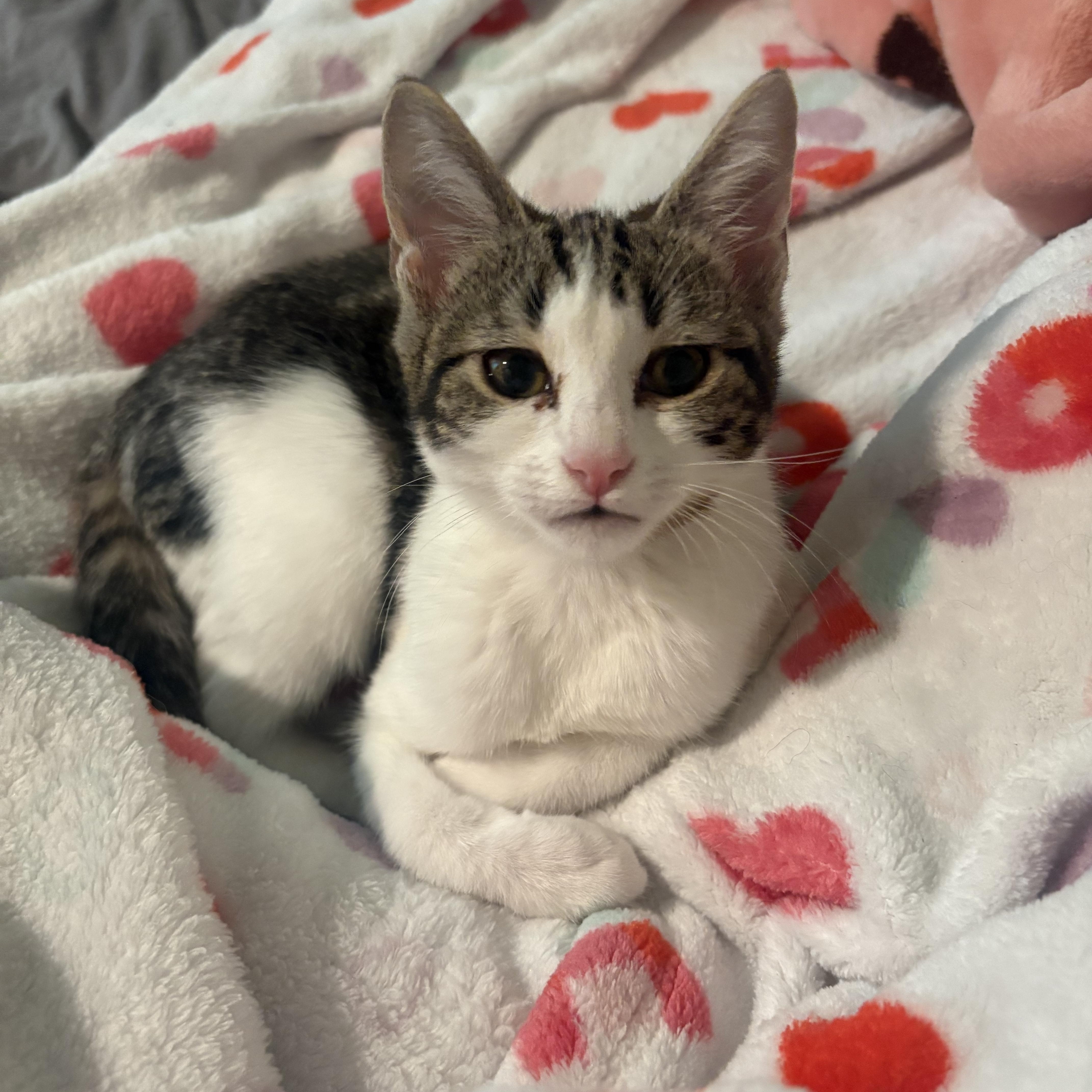 Brie, a Adoptable Tabby in Woodinville, WA image 1/5
