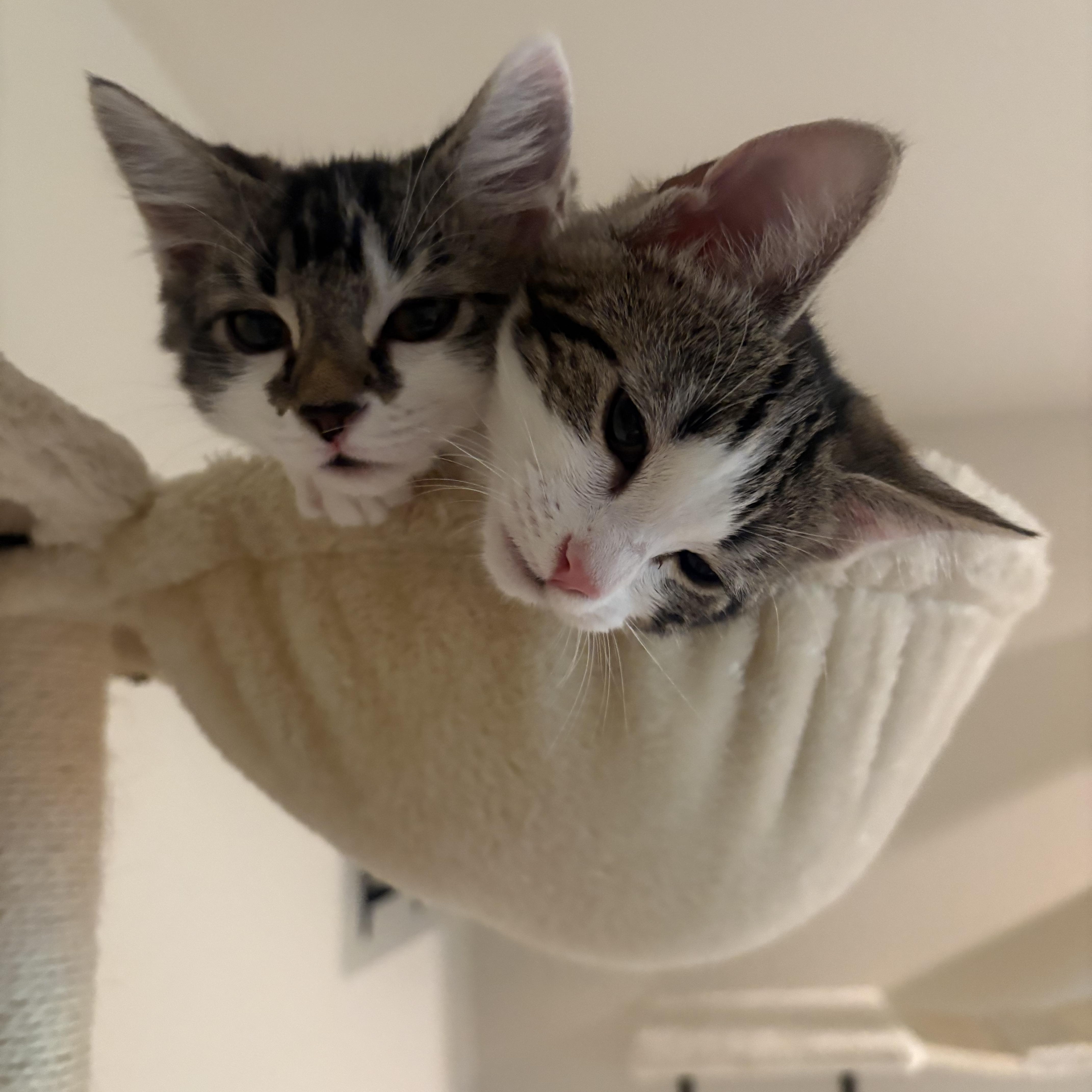 Brie, a Adoptable Tabby in Woodinville, WA image 5/5