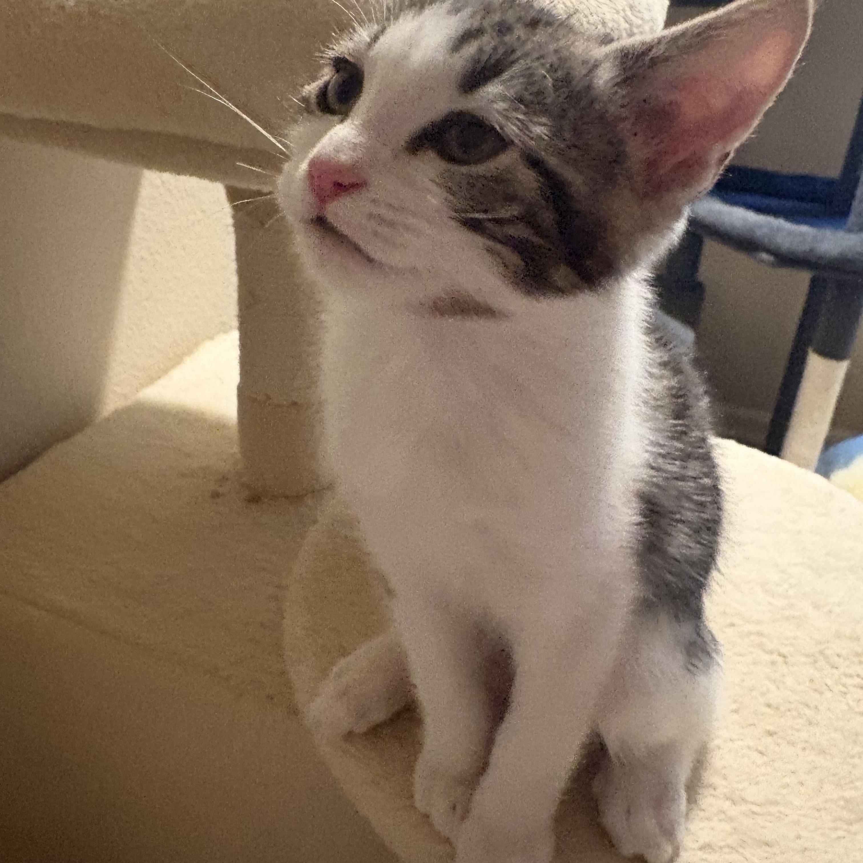 Brie, a Adoptable Tabby in Woodinville, WA image 3/5
