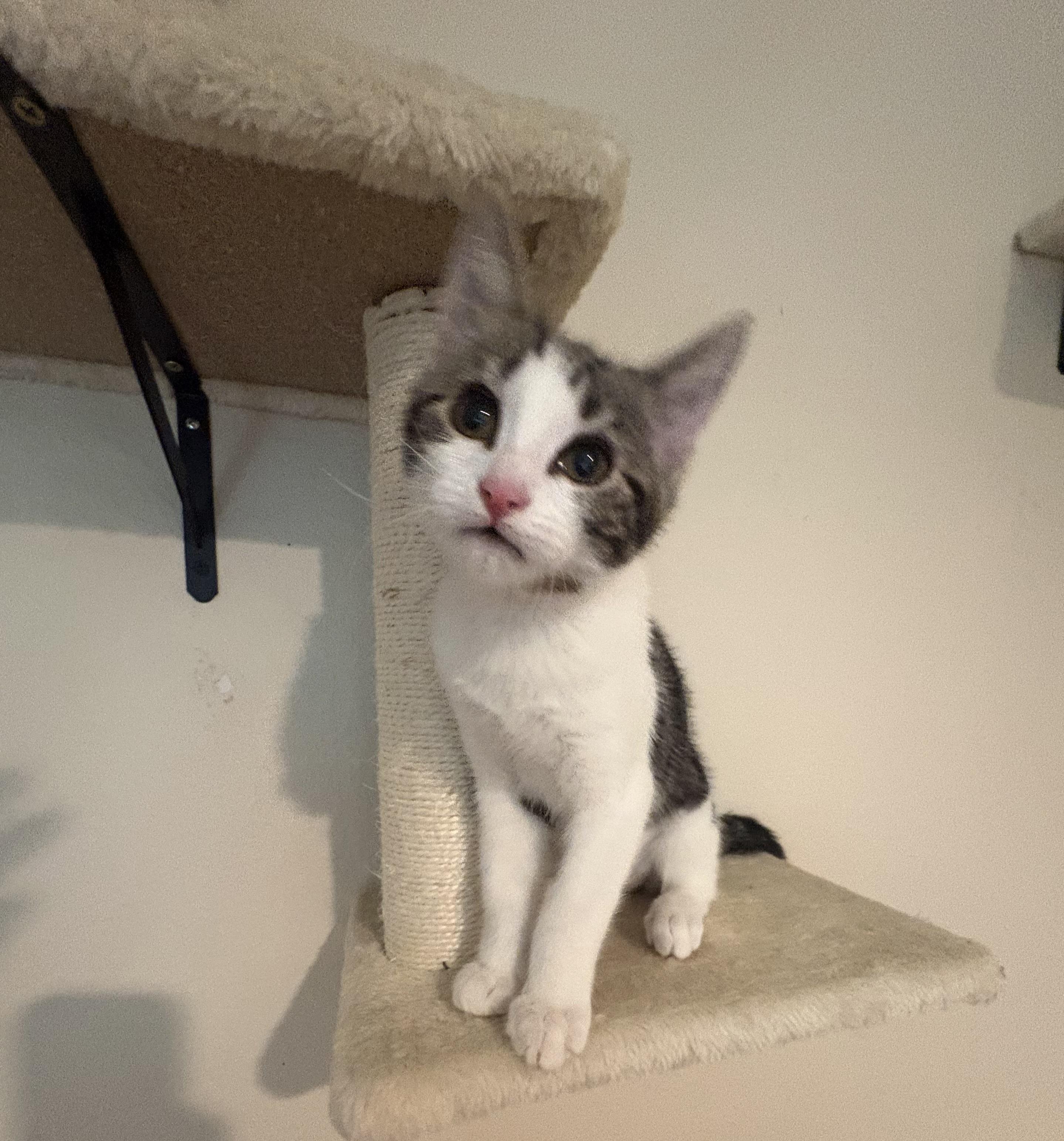 Brie, a Adoptable Tabby in Woodinville, WA image 4/5