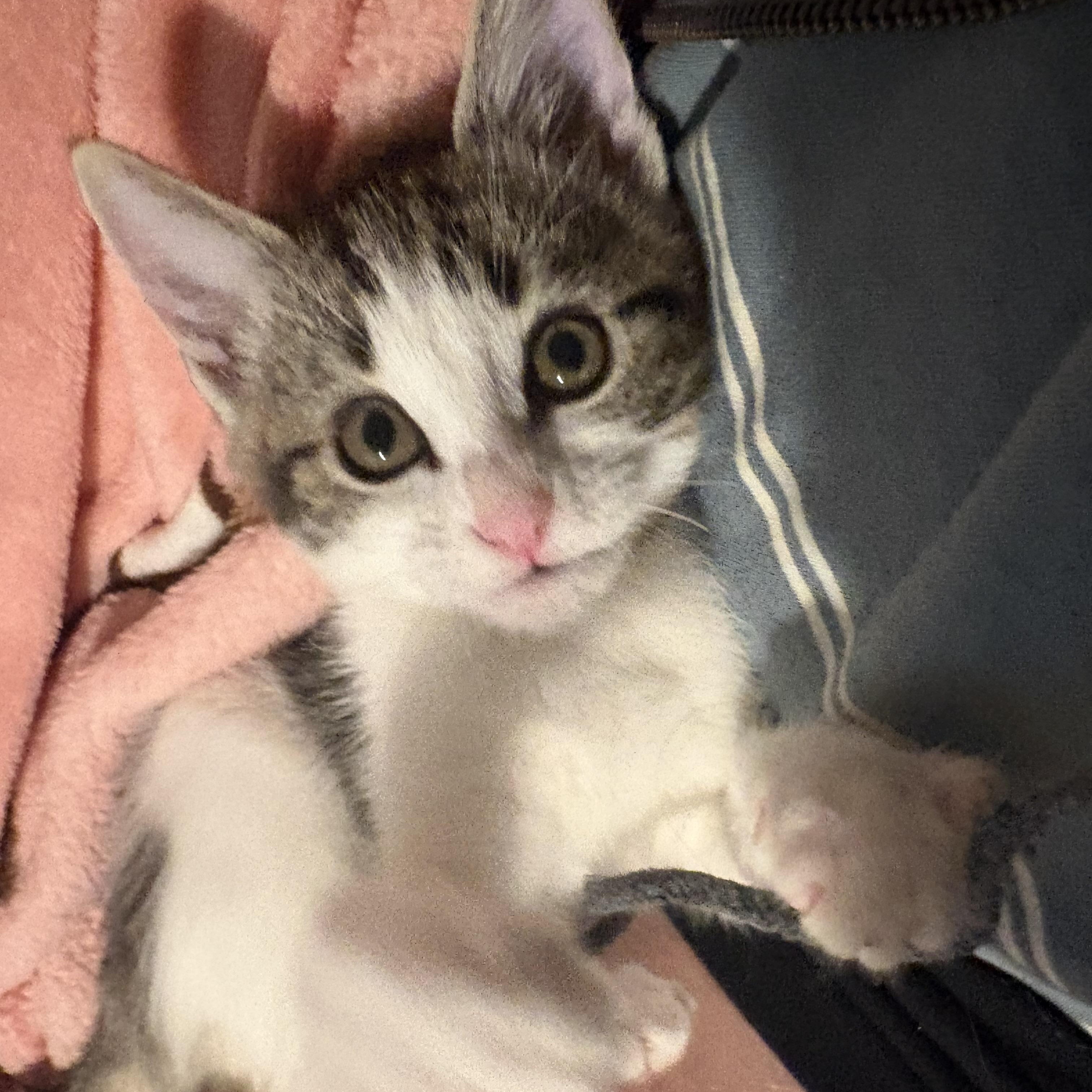 Brie, a Adoptable Tabby in Woodinville, WA image 2/5