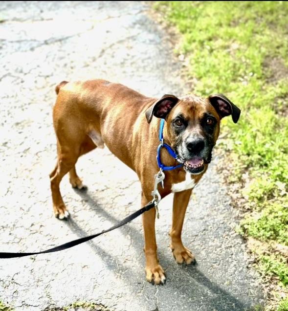 Enlarge Bo, a Adoptable mixed breed in Conway, AR image 4/4