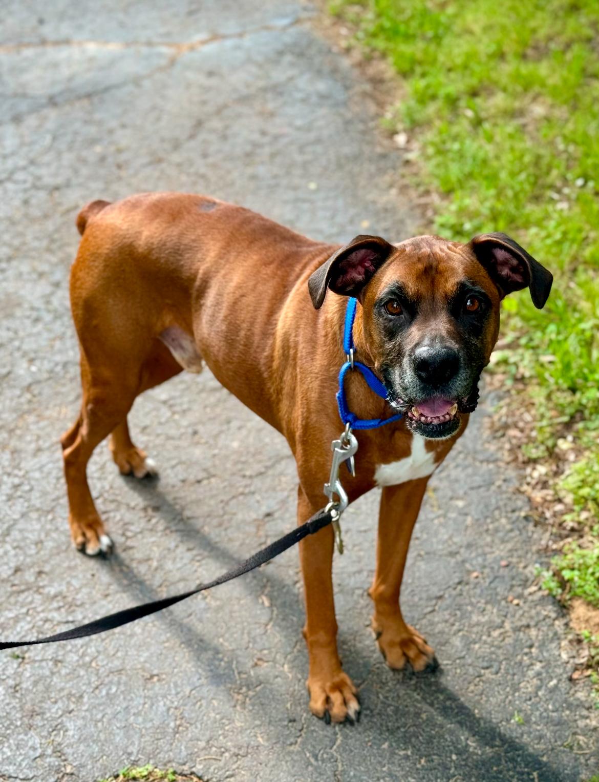 Enlarge Bo, a Adoptable mixed breed in Conway, AR image 2/4