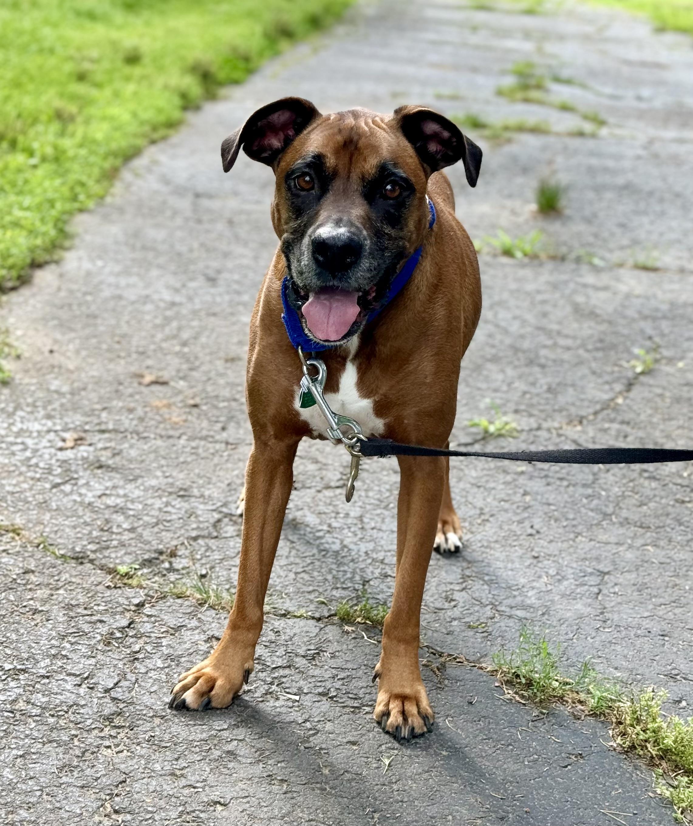 Enlarge Bo, a Adoptable mixed breed in Conway, AR image 3/4