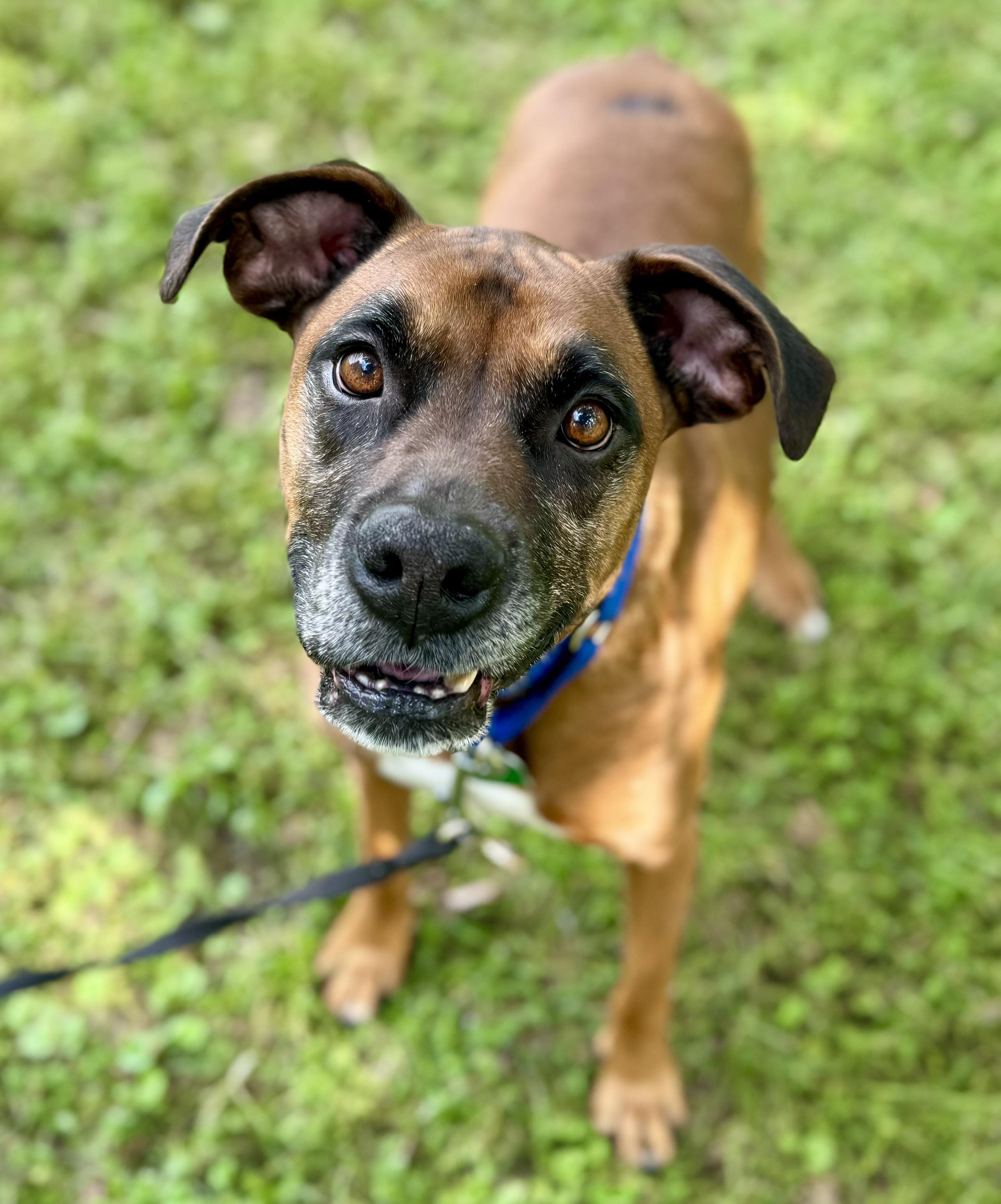 Enlarge Bo, a Adoptable mixed breed in Conway, AR image 1/4