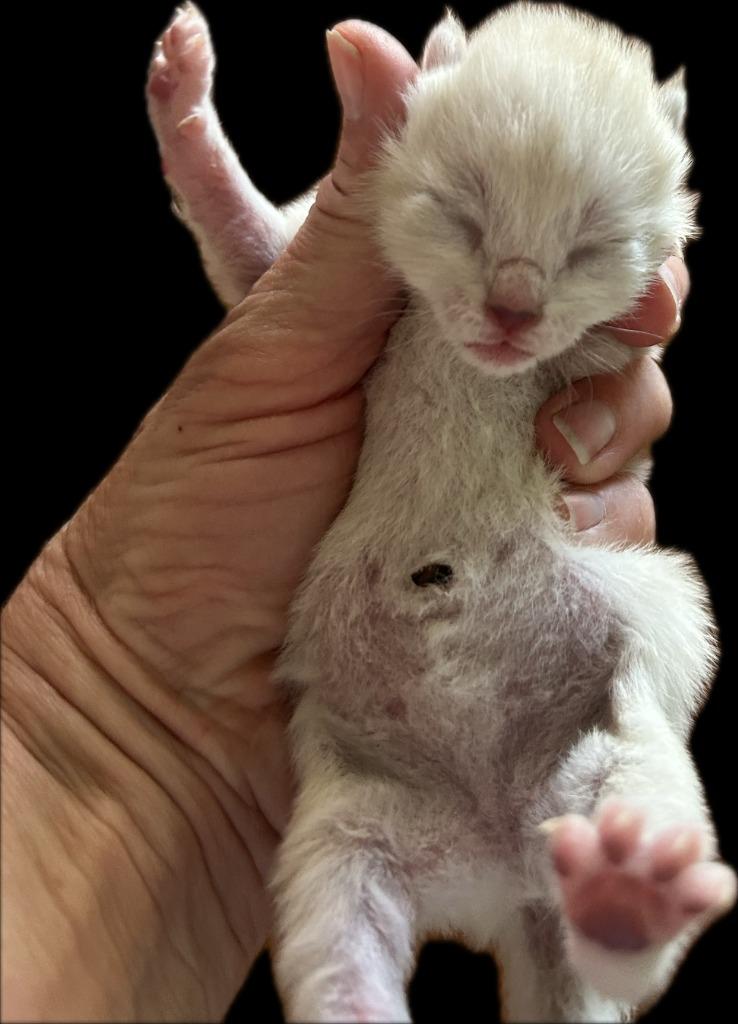 Enlarge Luna(Elmo), a Adoptable mixed breed in Brownwood, TX image 1/2