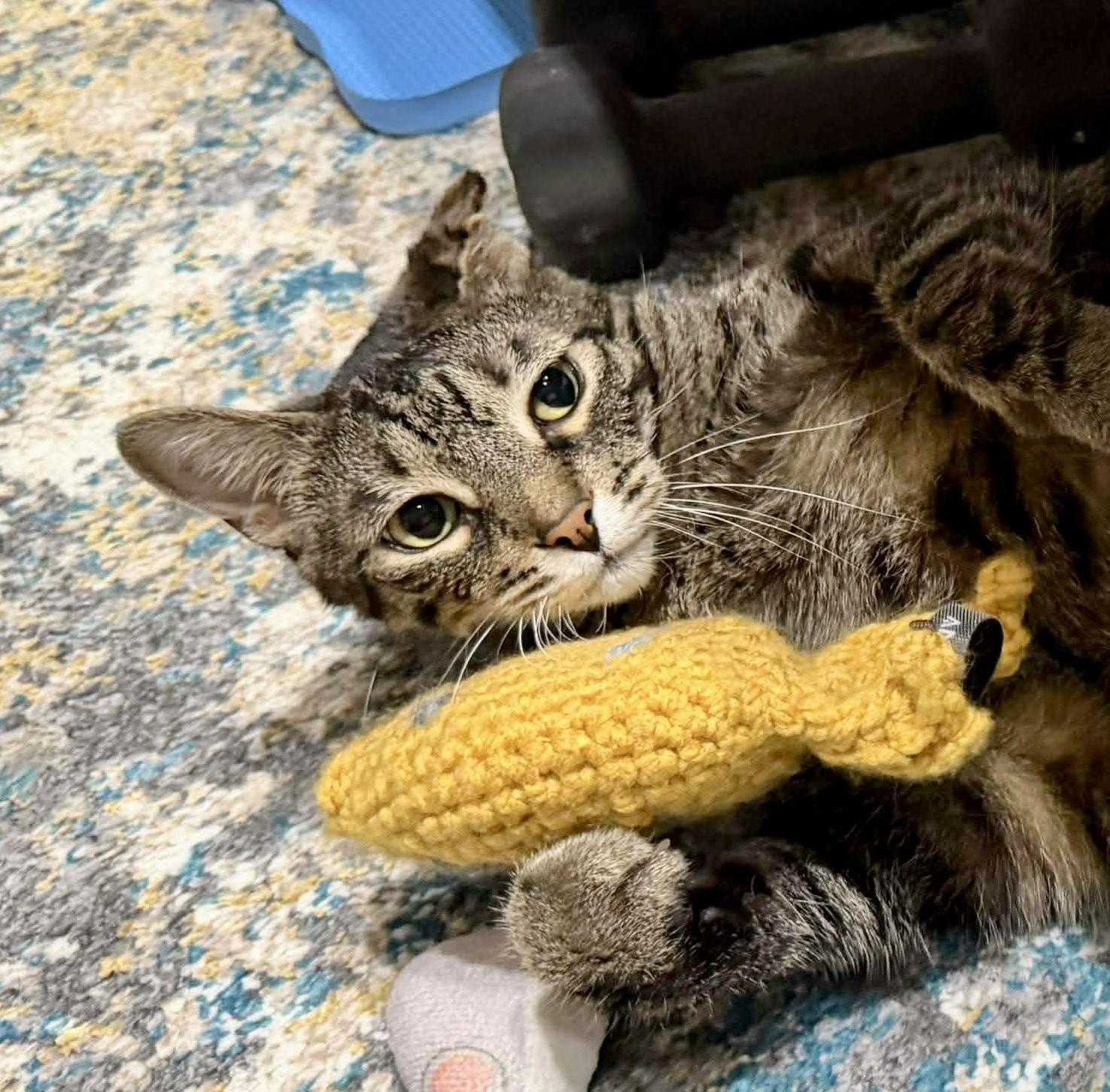 Enlarge Reba - a sweet lap cat, a Adoptable Domestic Short Hair in Mineola, NY image 2/6