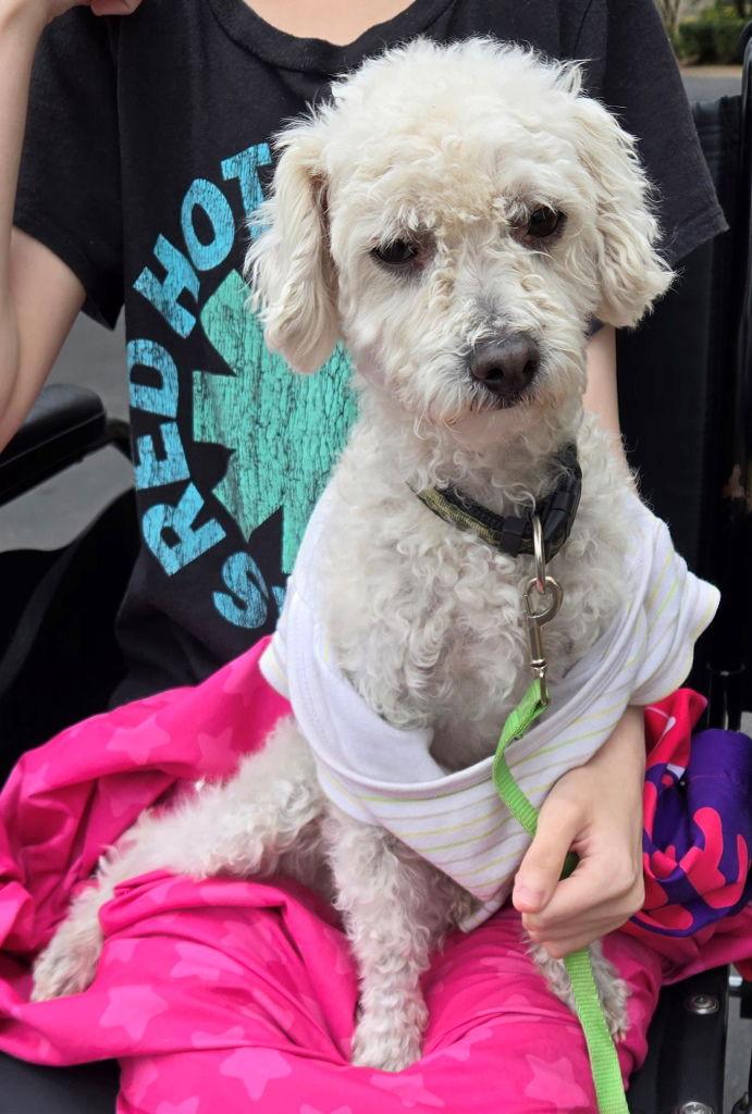 Enlarge Hilton, a Adoptable Poodle in San Antonio, TX image 1/3