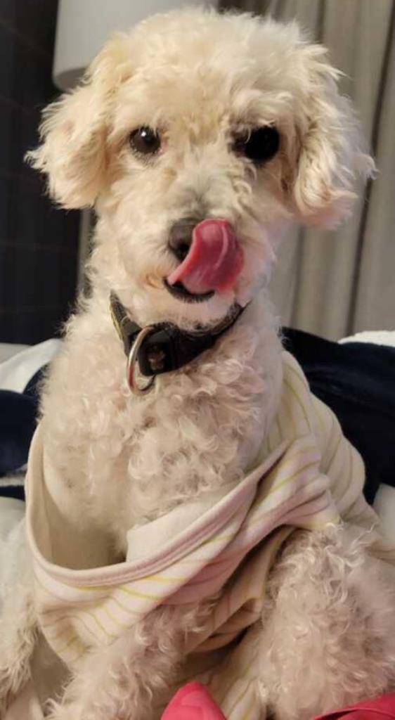 Enlarge Hilton, a Adoptable Poodle in San Antonio, TX image 2/3