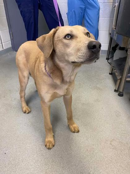 Enlarge Radar, a Adoptable mixed breed in Spruce Pine, NC image 1/1