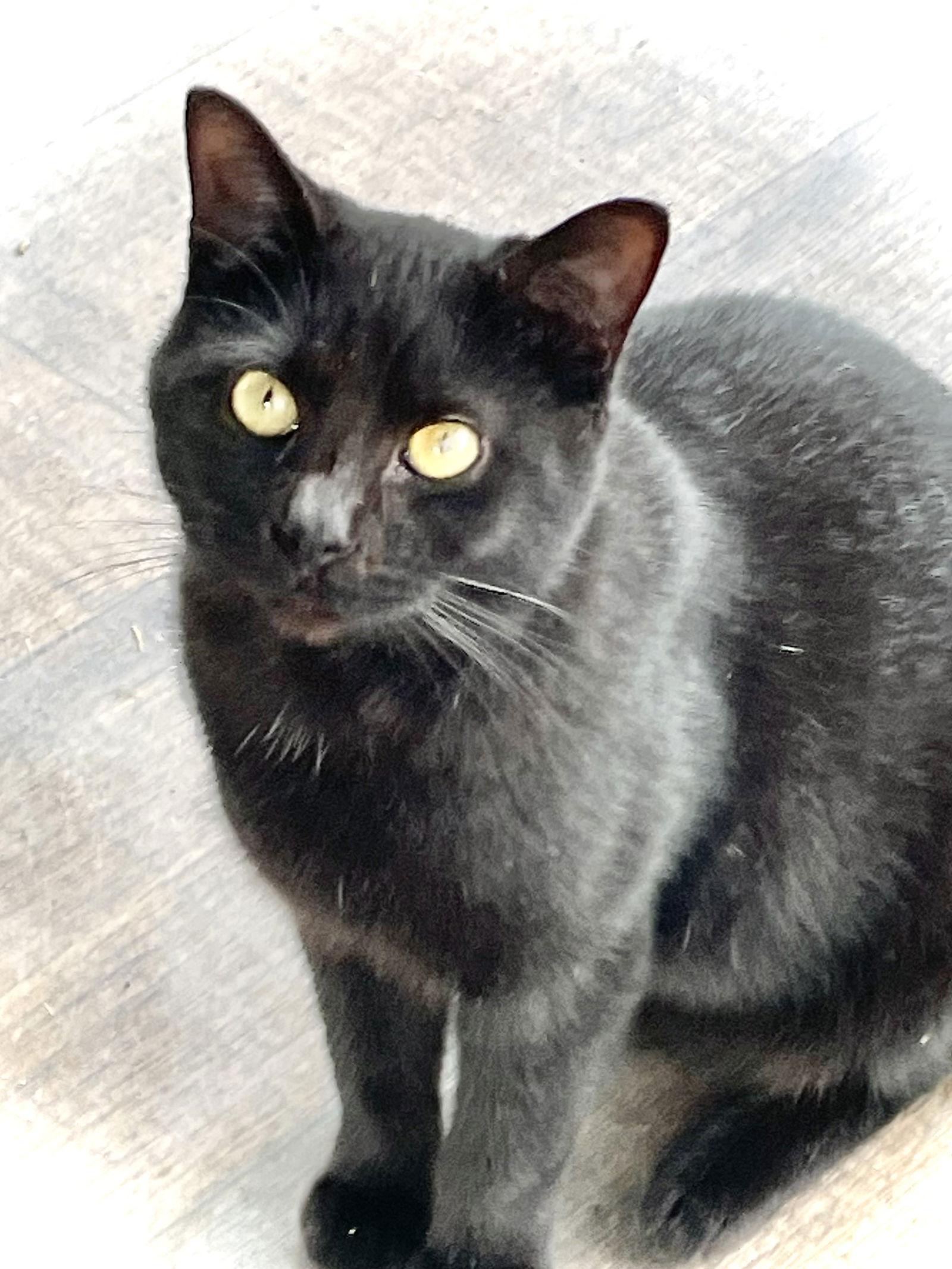 Bosley, Adoptable, Young Male Domestic Medium Hair.