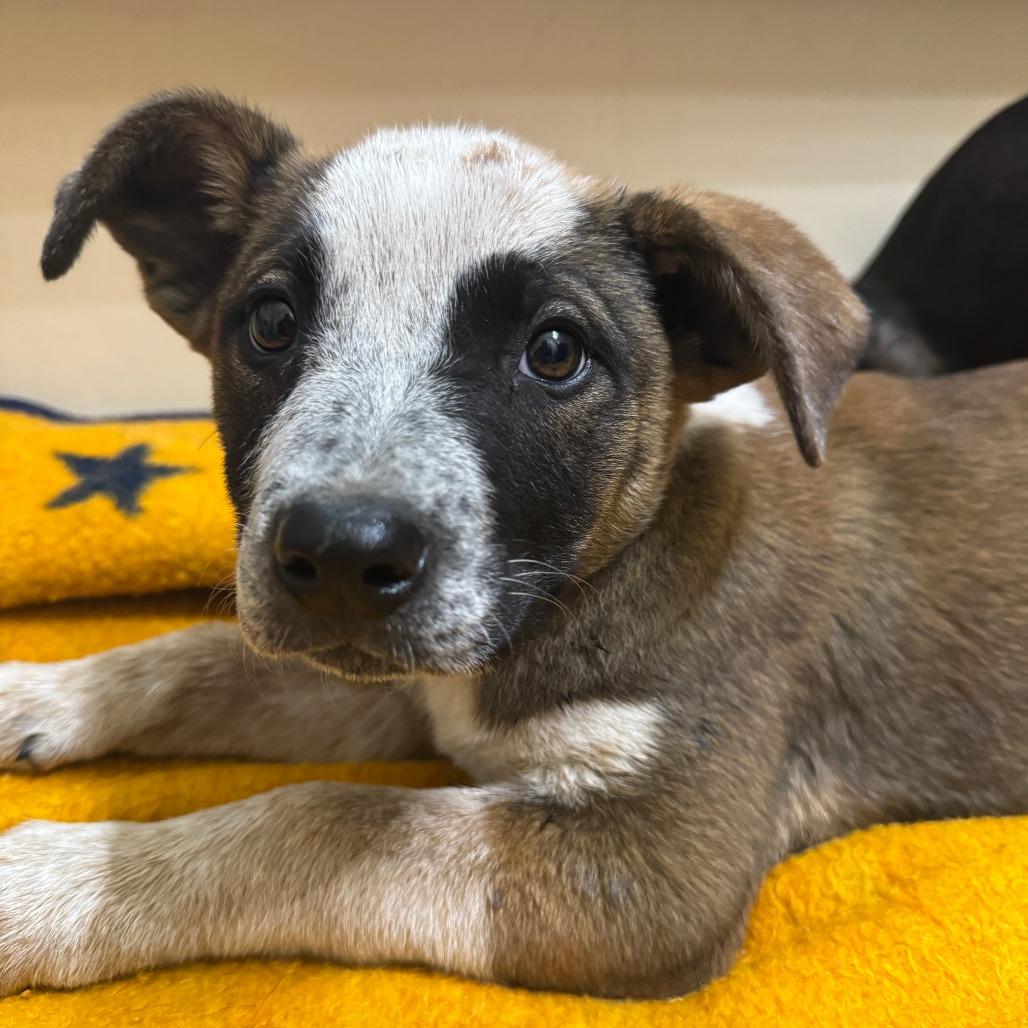 Enlarge Jackie, a Adoptable mixed breed in Waco, TX image 1/2