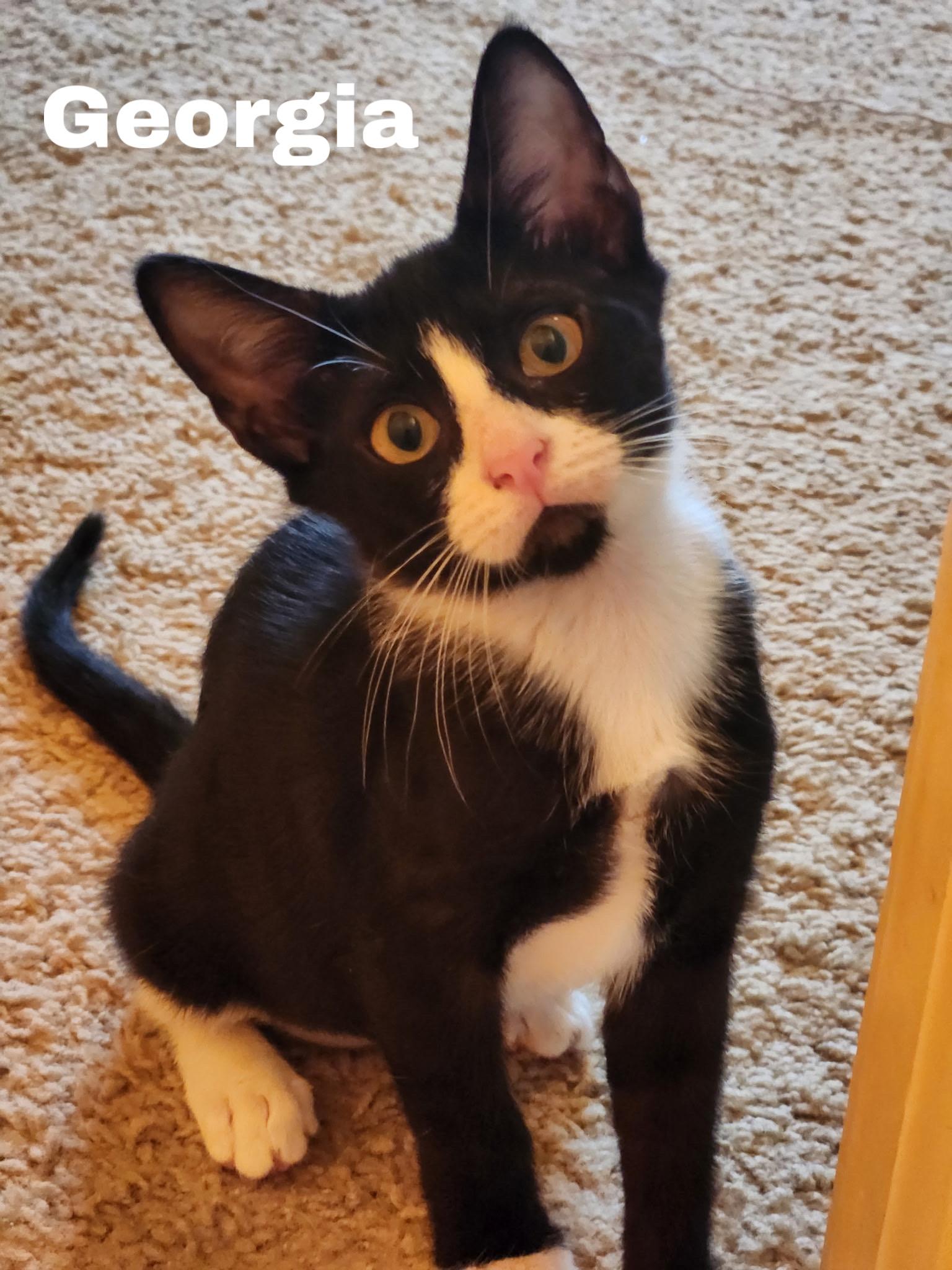 Georgia, ADOPTABLE, Young Female Domestic Short Hair.
