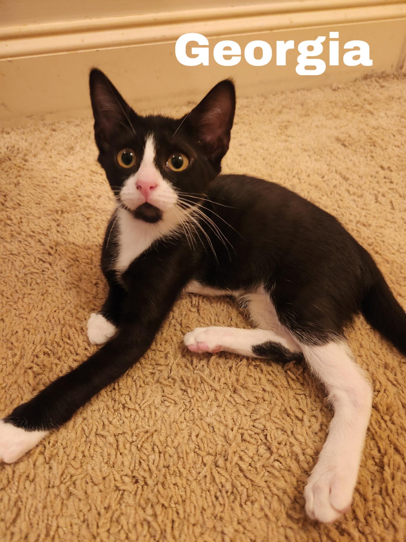 Georgia, a ADOPTABLE Domestic Short Hair in Jackson, MS image 2/2
