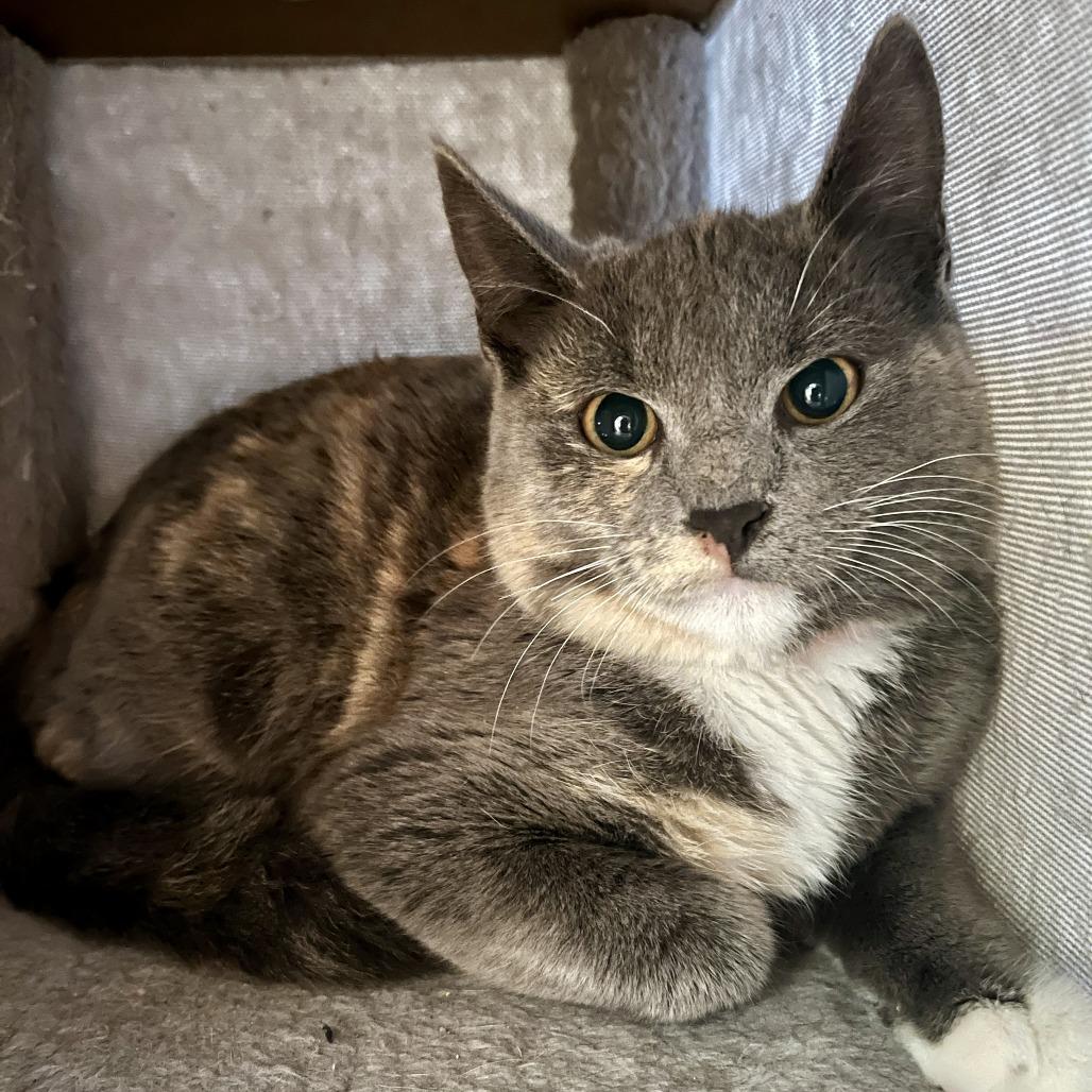 Enlarge Mitten, a Adoptable Domestic Short Hair in Temecula, CA image 1/1