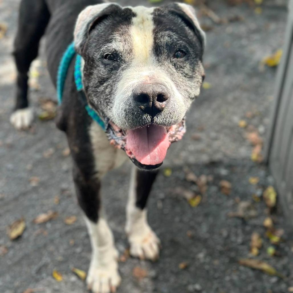 Enlarge "Keller", a Adoptable Pit Bull Terrier in Conshohocken, PA image 1/6