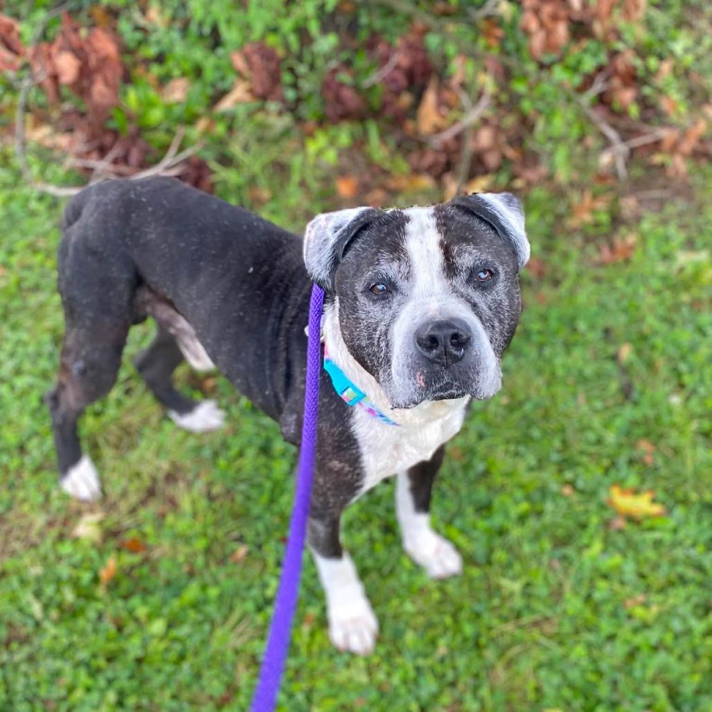 Enlarge "Keller", a Adoptable Pit Bull Terrier in Conshohocken, PA image 1/6