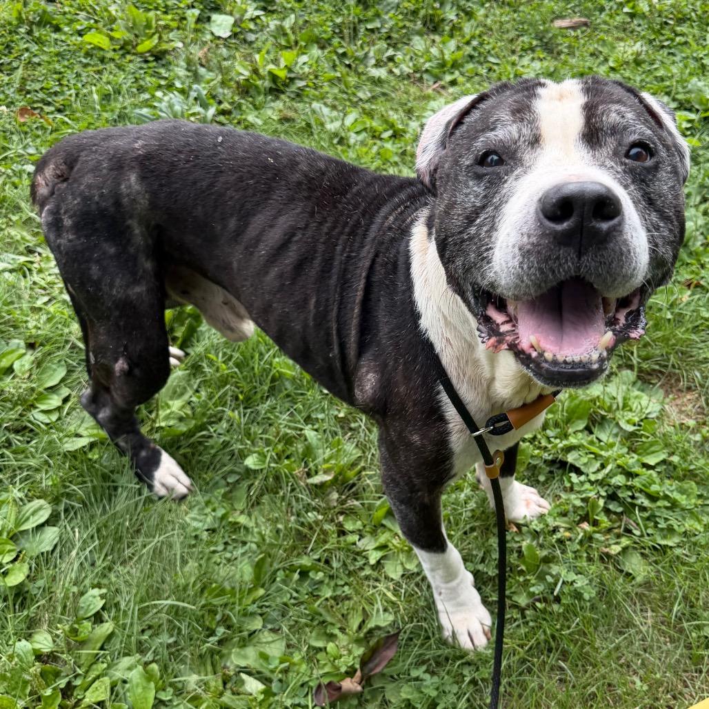 "Keller", Adoptable, Senior Male Pit Bull Terrier.