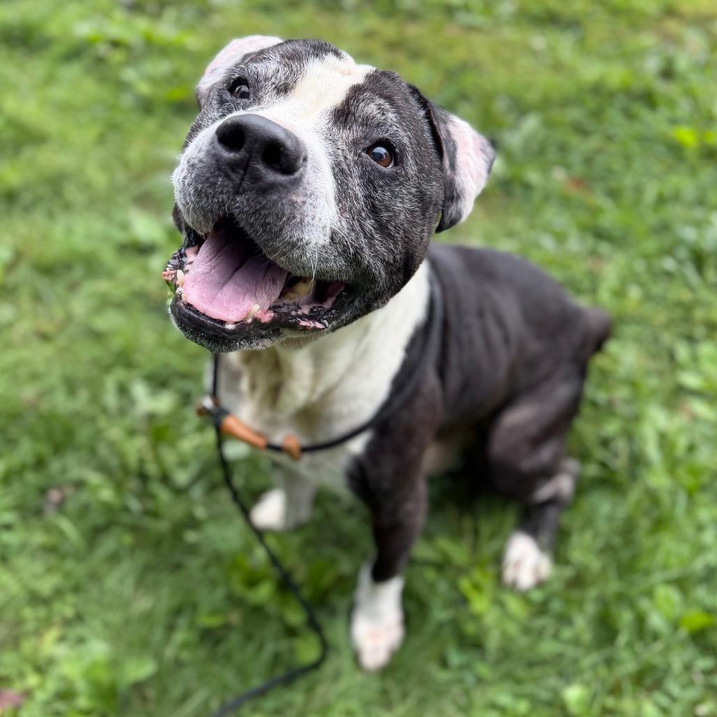 Enlarge "Keller", a Adoptable Pit Bull Terrier in Conshohocken, PA image 4/6