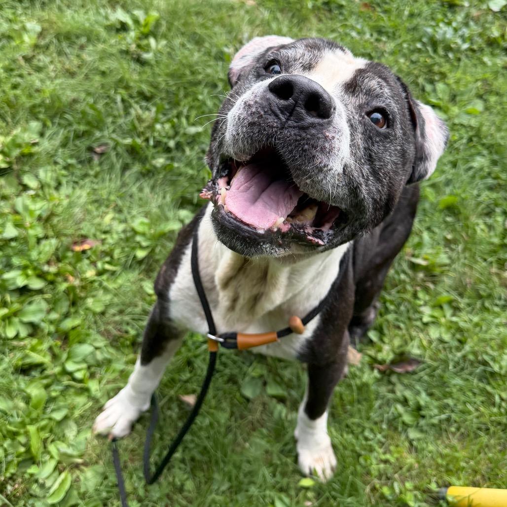 Enlarge "Keller", a Adoptable Pit Bull Terrier in Conshohocken, PA image 5/6