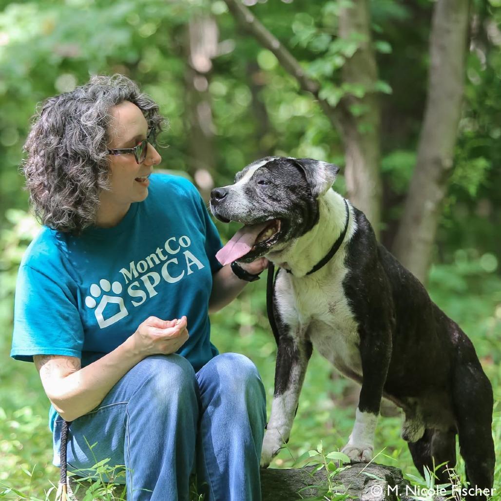 Enlarge "Keller", a Adoptable Pit Bull Terrier in Conshohocken, PA image 2/6
