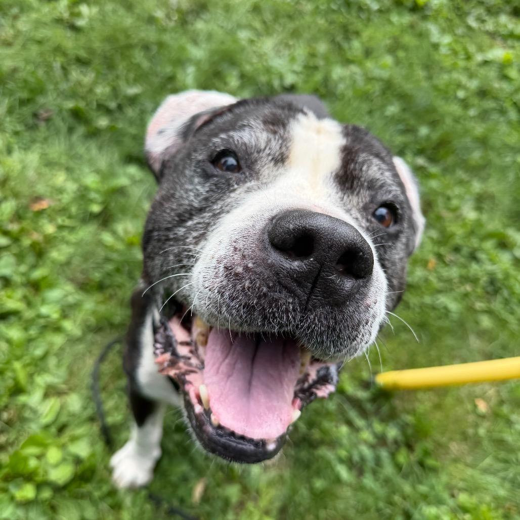 Enlarge "Keller", a Adoptable Pit Bull Terrier in Conshohocken, PA image 6/6